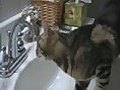 Cat Caught Drinking from Toilet