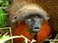 Newly found monkey almost extinct
