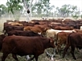 Affected cattle workers get $3m in aid