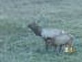Outrage Over Hunting Elk On Golf Course