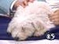 Pet Saver: Adorable poodle needs a home