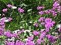 春に庭に咲く花&#12290;Vernal flowers