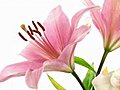 Time-lapse Of Opening Pink Lily 8 Isolated On White Stock Footage