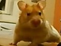 Harry the Hamster and Friends Compilation Made by Me