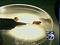 VIDEO: The truth about bed bugs