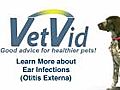 Learn about Ear Infections in Dogs and Cats