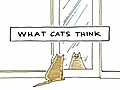 What Cats Think