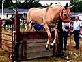 Great Jumpin&#039; Mules!