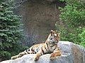 Tigers Rests On Rock Stock Footage