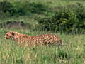 African Cats: Kingdom of Courage - Clip - Chasing A Dog