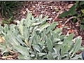 Learning About Lamb’s Ear