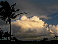 Royalty Free Stock Video SD Footage Pan Left to Palm Trees and Clouds at Sunrise on Beach in Kauai,  Hawaii