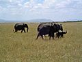 Maasai Mara Kenya