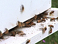 News: Honey Bee Killer Hunted