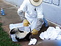 Weird True & Freaky: Skunk Snout Stuck in Jar