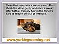 Yorkie Grooming Tips