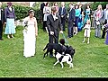 Dog Ruins Wedding Dress