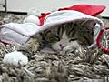 Christmas Cat Enjoys Stocking