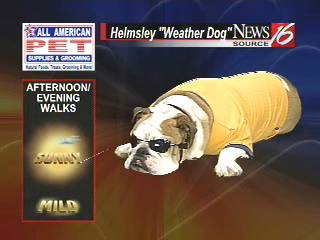 Helmsley the weather dog: Outdoor walking forecast