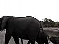 Baby Elephant Sneeze