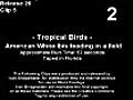 Tropical Birds (2007)