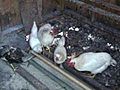 Delray Beach resident Chris Brown talks about his birds