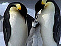 Emperor Penguin Families