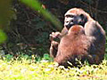 Gorilla Mud Bath