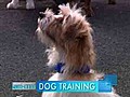 Dog training