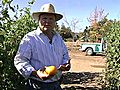 Caymus: Farming Napa Valley