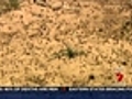 Locusts plague looms