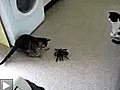 Charlie le chat et l’araignée