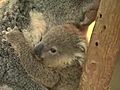 Koala Needs a Name
