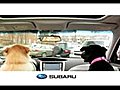 Subaru Dog Walk Event