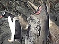 Penguin mistakes seal for a rock