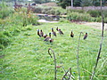 Chinese Whitefaced Whistling Ducks