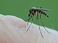 Mosquito Bite a Close up video