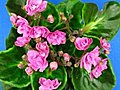 Time-lapse Of Pink Saintpaulia Growing Against Blue Background 4 Stock Footage