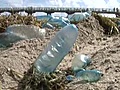 Man-of-war invade South Florida