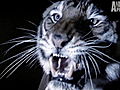 Fatal Attractions: A Tiger in Harlem