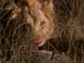 Lions Kill a Waterbuck