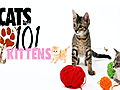 Cats 101: Kittens!