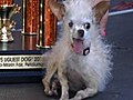 The world’s ugliest dog