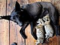 Dog nurses two liger cubs