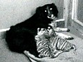 Dog Adopts Tiger Cubs
