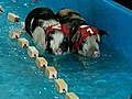 Piggy Olympics