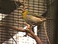 Keauhou Bird Conservation