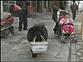 Family pet helps with everyday chores