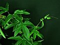 Time-lapse Of Growing Passiflora Tendrils 1 Stock Footage