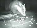 Momma badger eating for 10 (or more?)